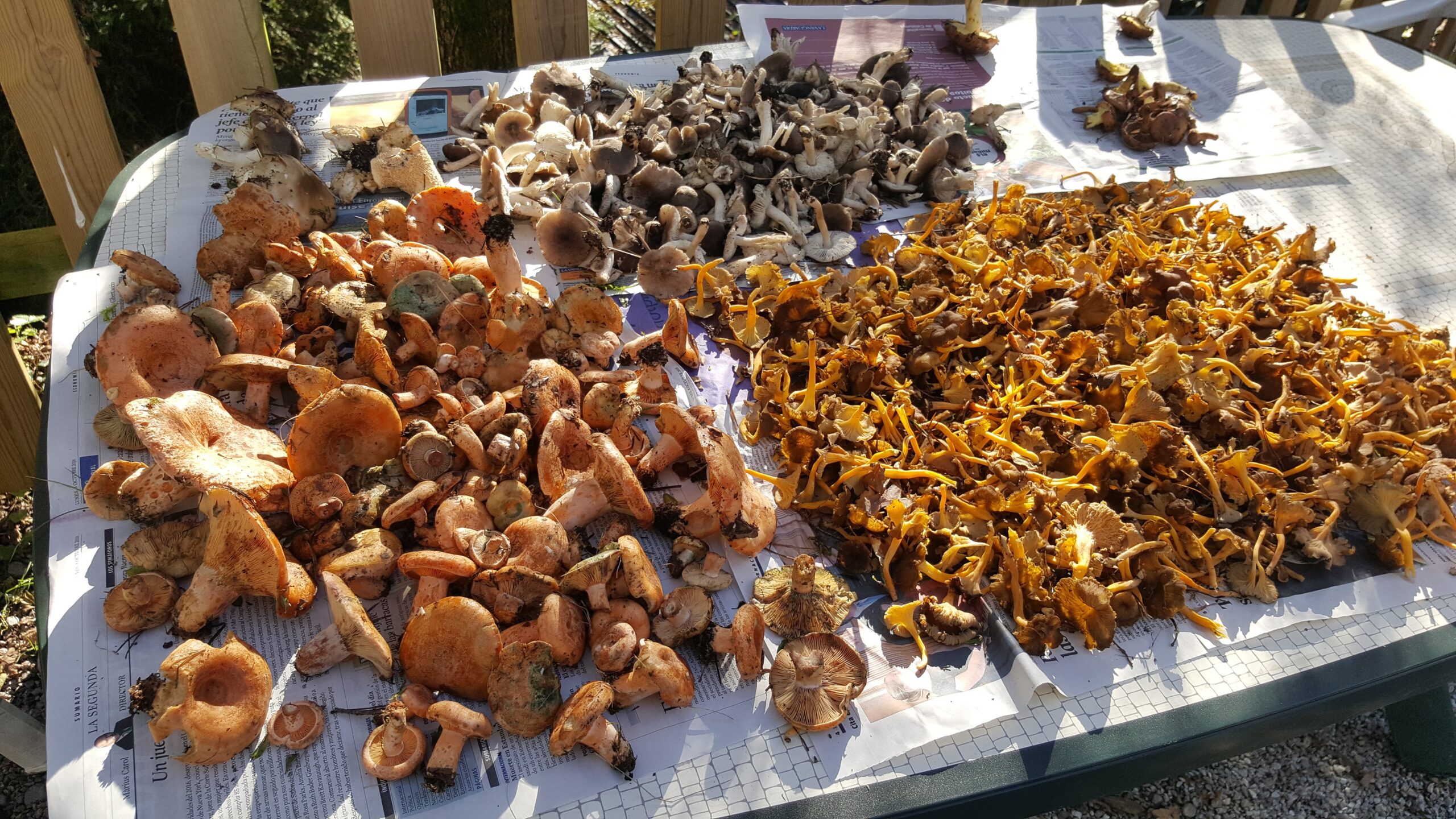 Bolets recollits durant una sortida des del Càmping Els Roures