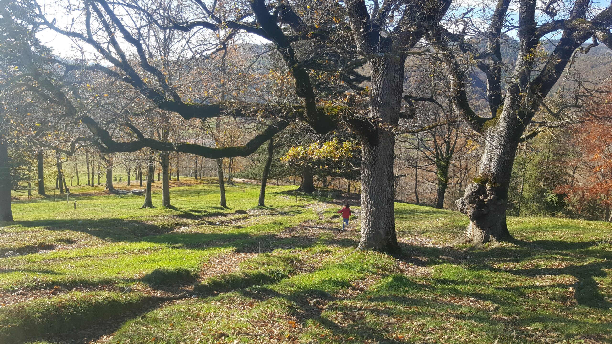 Bosc de tardor amb fulles caigudes al Ripollès